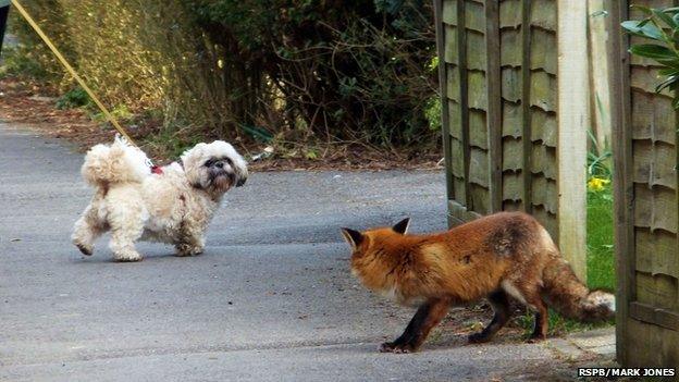 Fox Encounter, Tilmore Brook, Petersfield