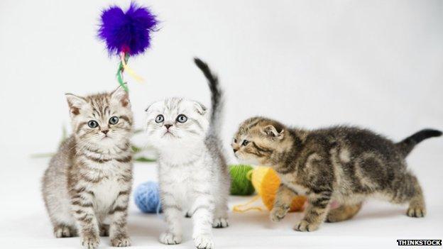 Kittens playing