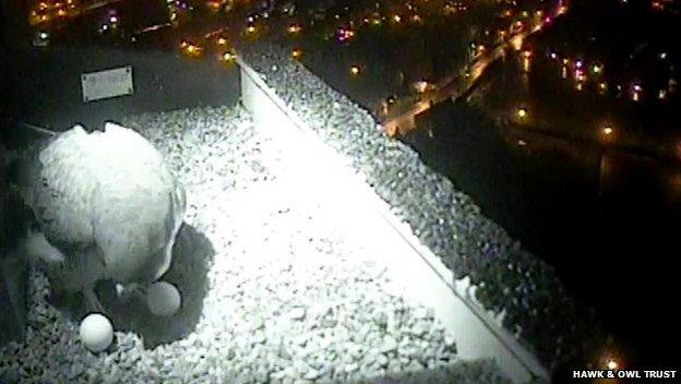 Infra-red view of peregrine's nest on Norwich Cathedral showing the second egg