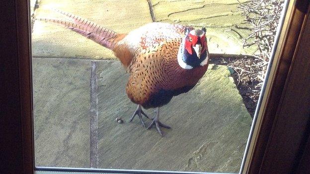 Pheasant outside patio doors