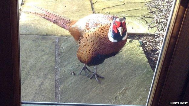 Pheasant outside patio doors