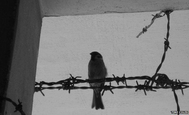 A bird resting on barbed wire