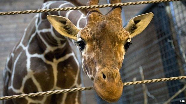 Marius the giraffe, who was put down by Copenhagen Zoo