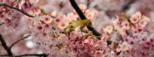 Springtime in Japan