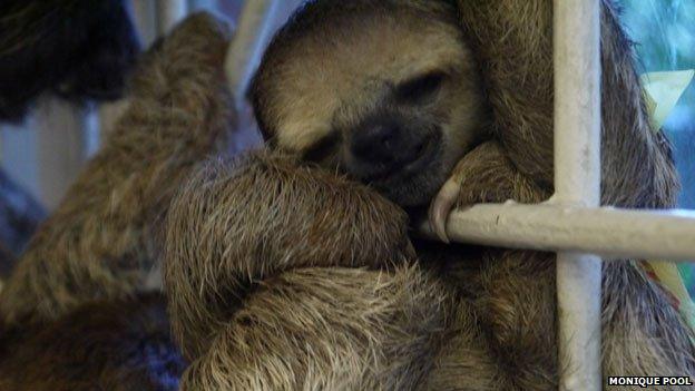 Sloth hanging from window bars