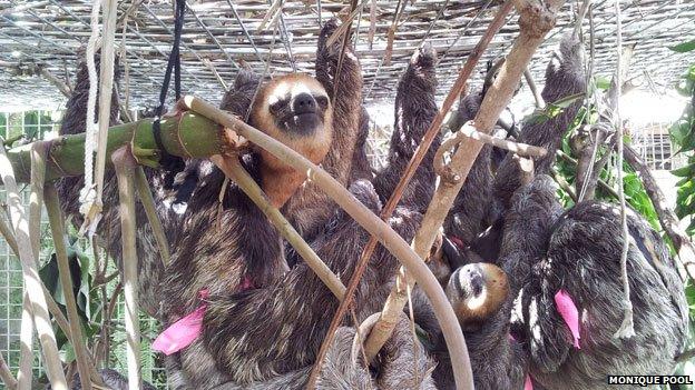 Sloths in a cage