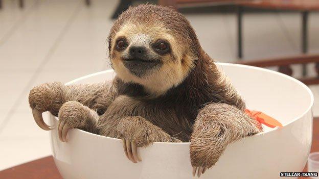 Sloth being weighed