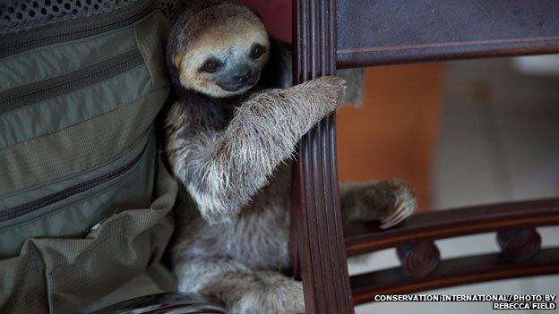 sloth behind a chair