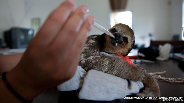 Baby sloths were fed goat's milk with droppers