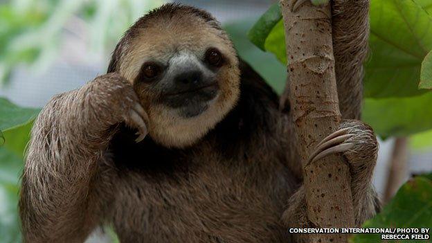 A pale-throated, three-toed sloth