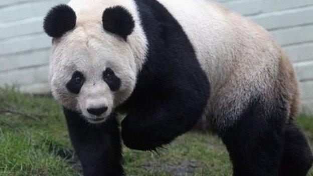 Edinburgh pandas