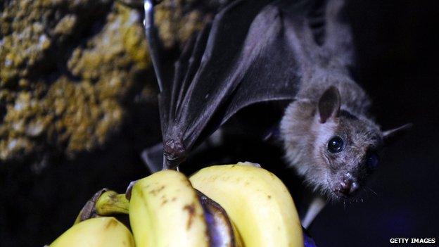 A fruit bat is pictured in 2010 at the Amneville zoo in France.