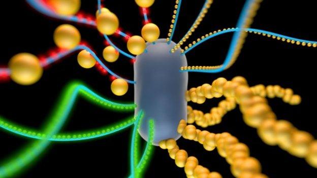 E.coli bacterium with gold nanoparticles and quantum dots