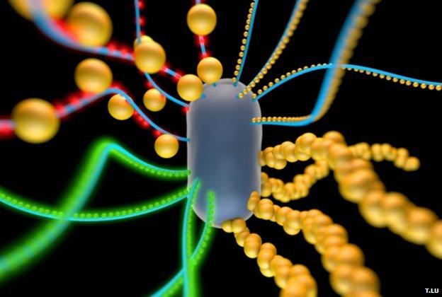 E.coli bacterium with gold nanoparticles and quantum dots