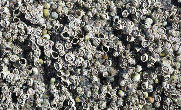Barnacles