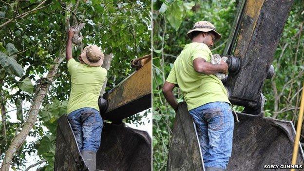 rescuer stands on bulldozer arm to get to a sloth