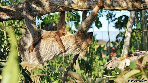 Sloth and baby in tree