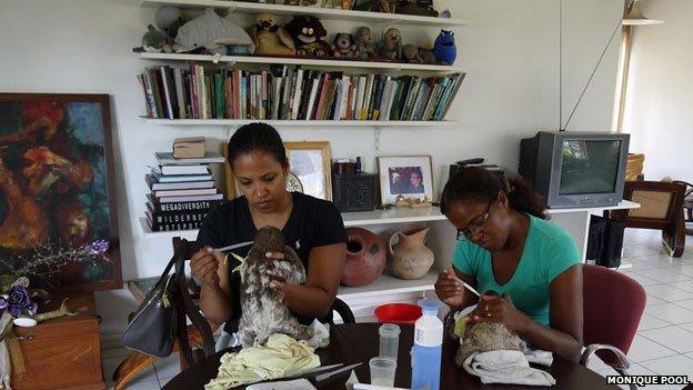 Baby sloths are fed by volunteers in Pool's house