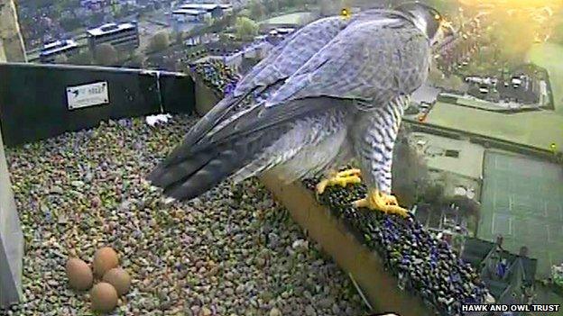 Peregrine falcon with her four eggs