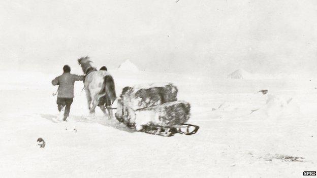 Henry Bowers and Anton Omelchenko chasing pony Victor, Cape Evans