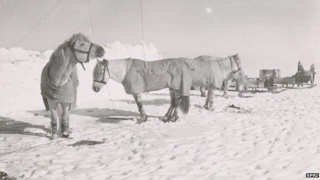 Pony camp, Camp 15. Ponies (left to right) Snippetts, Nobby, Michael and Jimmy Pigg, Great Ice Barrier, 19 November 1911