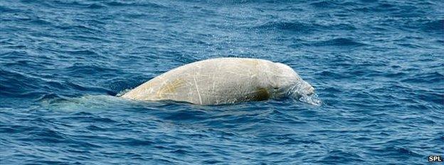 Cuvier's beaked whale