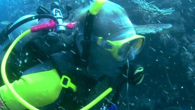 Diver under the water