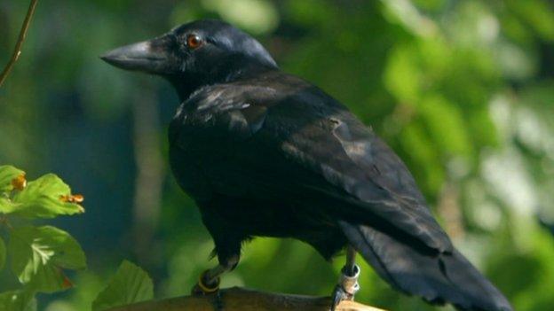 A crow