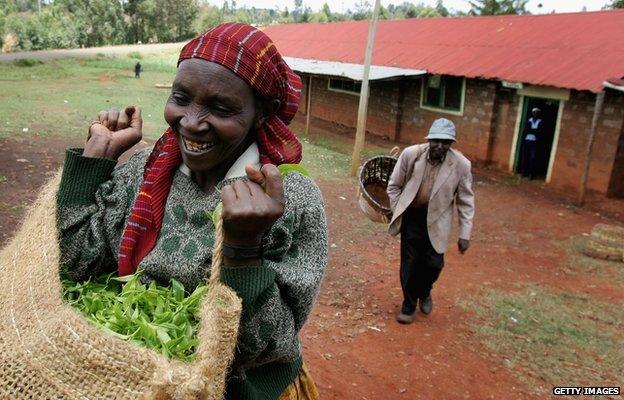 Kenyan tea picking