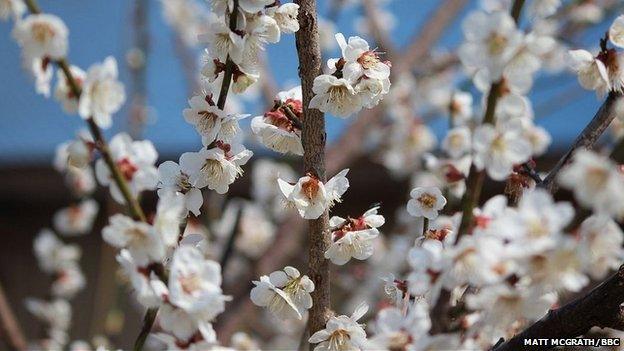 Cherry blossom