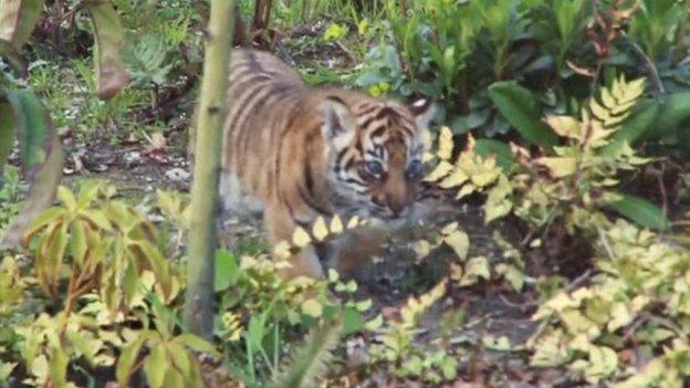 Tiger cub