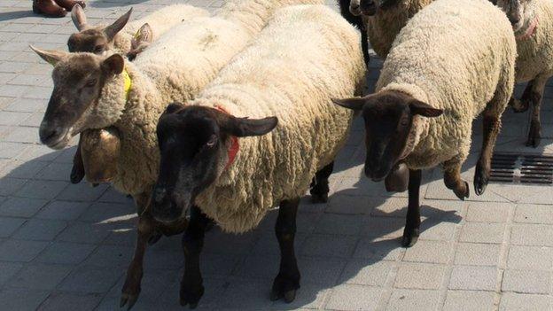 Sheep at the Louvre museum in Paris