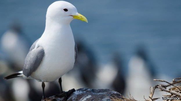 Kittiwake