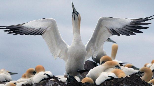 Gannets