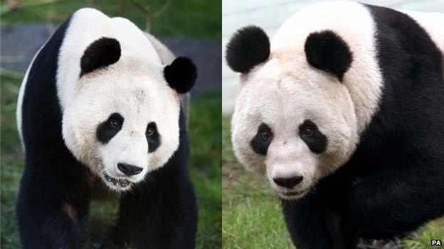 Yang Guang (left) and Tian Tian