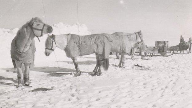 Pony camp, Camp 15. Ponies (left to right) Snippetts, Nobby, Michael and Jimmy Pigg, Great Ice Barrier, 19 November 1911