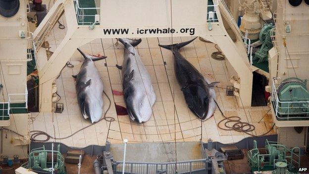 File photo: Three minke whales dead on the deck of the Japanese factory ship Nisshin Maru inside a Southern Ocean sanctuary, according to anti-whaling activists Sea Shepherd, 5 January 2014