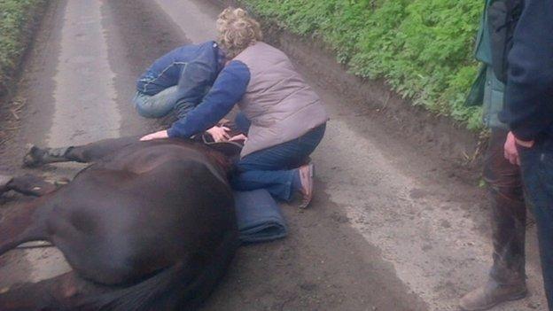 Horse lying in road