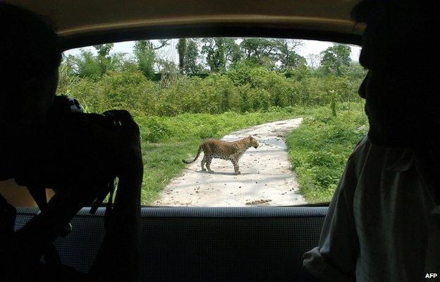 file picture of a leopard in India