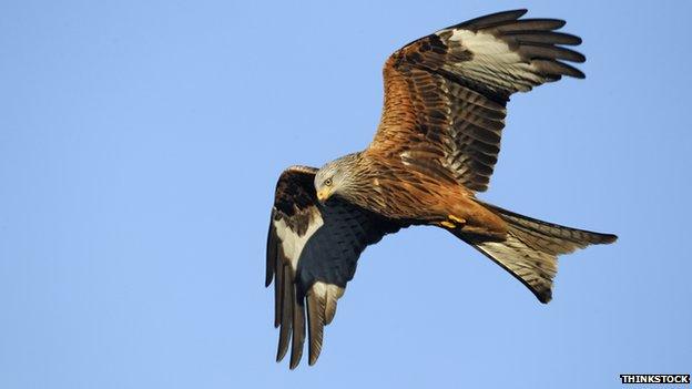 Red kite