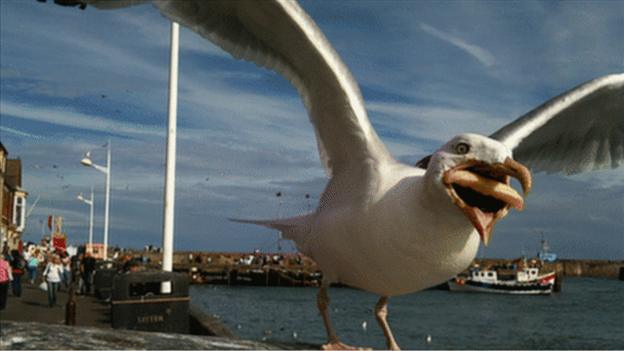 Seagull stealing chip