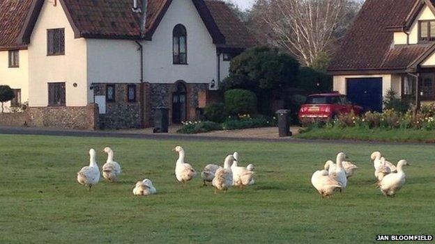 Beyton geese