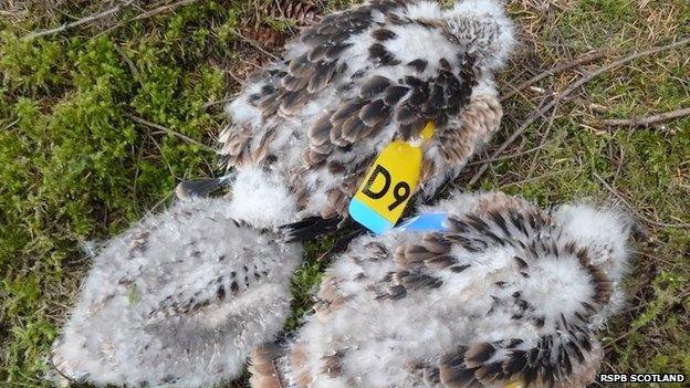 Tagged red kite chicks