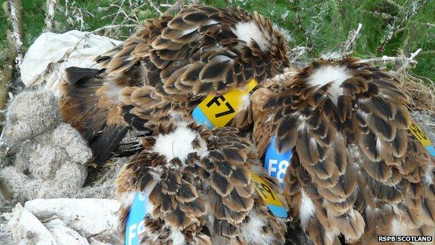 Tagged red kites