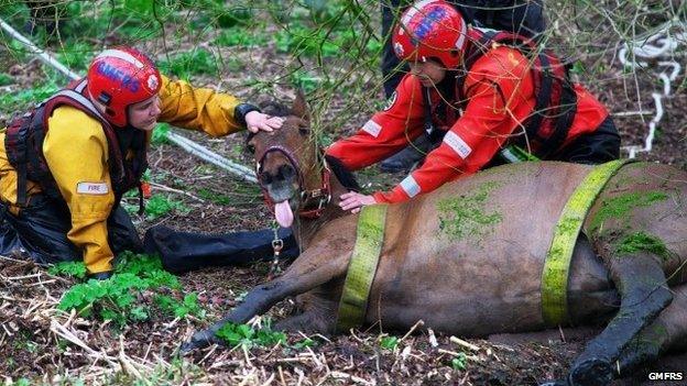 Horse rescued from the River Irwell