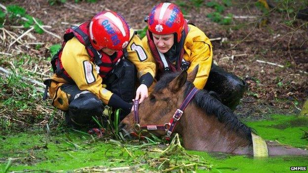 Horse in the River Irwell