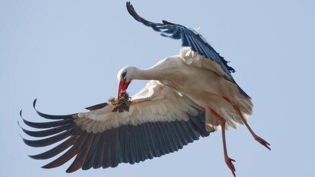 Stork