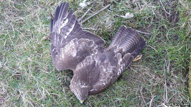 Dead bird of prey