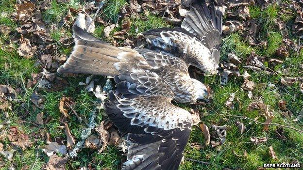 Dead red kite