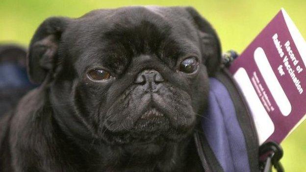 A pug getting ready to travel